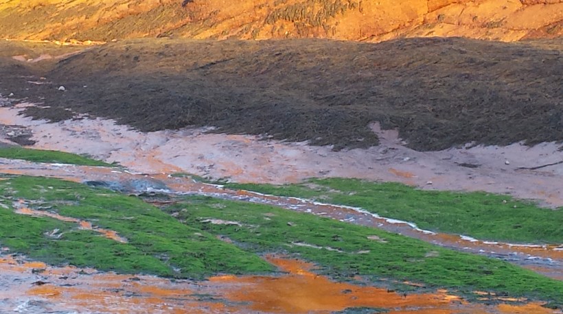 Nope, not a painting by someone from the St. Martin artist colony - a freshwater stream flowing from a spring near the sea cave passes beside the seaweed deposited when the tide covers this area. The red-orange above is the Honeycomb Point Formation sandstone. A really lovely sunset scene.